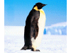 Captcha image 4117